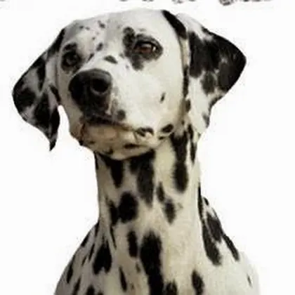 Dalmation Station, business photo 2