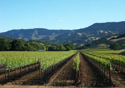 Wooden Valley Winery, business photo 2
